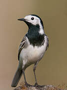 White Wagtail