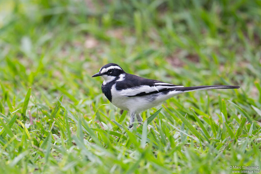 African Pied Wagtail