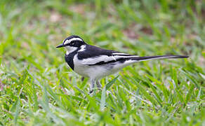 African Pied Wagtail