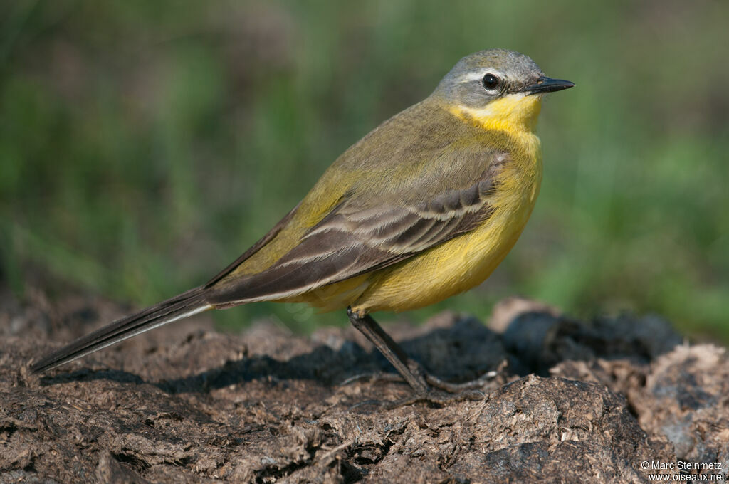 Western Yellow Wagtail