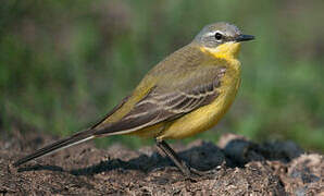 Western Yellow Wagtail