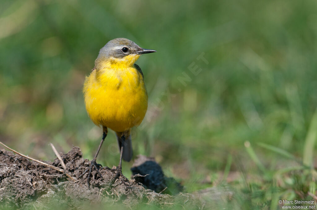 Western Yellow Wagtail