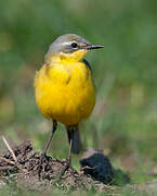 Western Yellow Wagtail