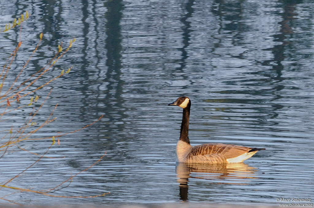 Canada Goose