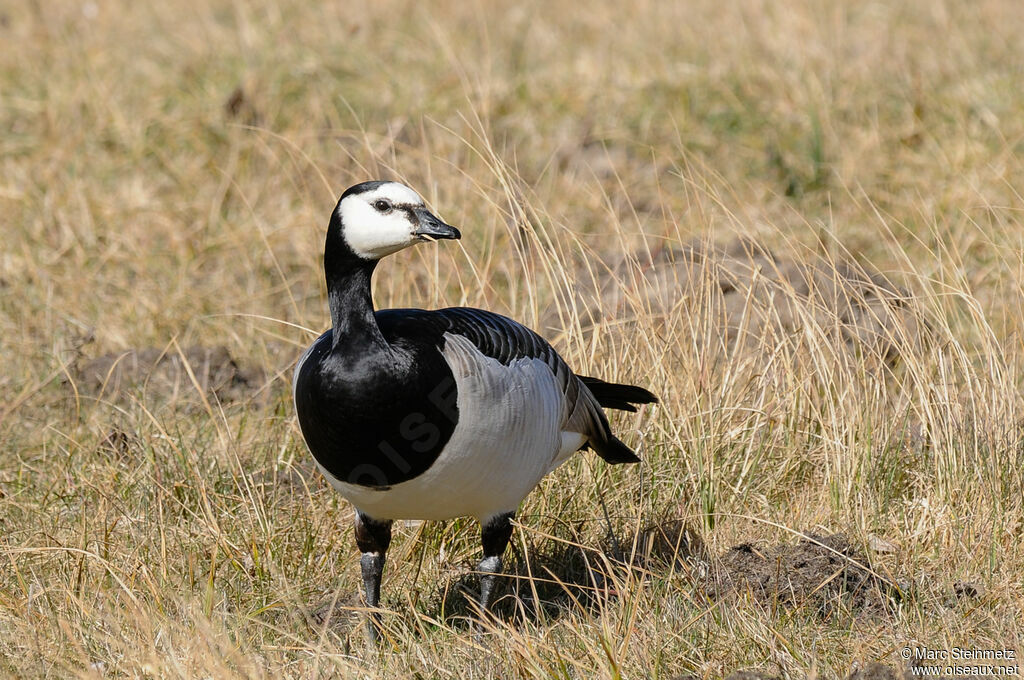 Barnacle Goose