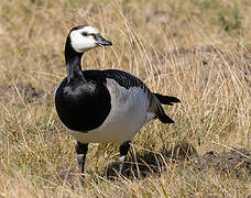 Barnacle Goose