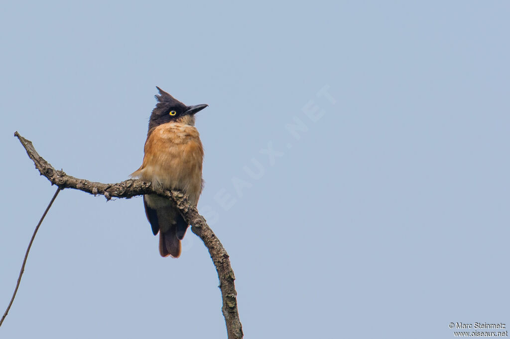 Black-and-white Shrike-flycatcher