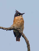 Black-and-white Shrike-flycatcher