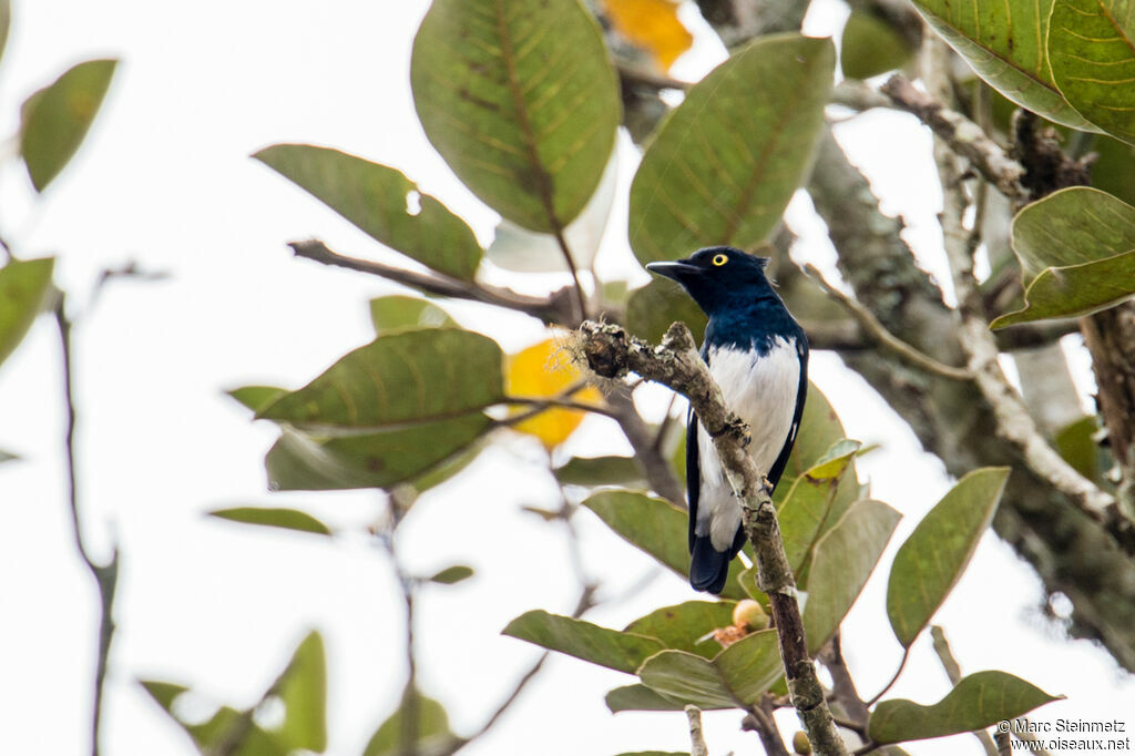 Black-and-white Shrike-flycatcher