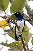 Black-and-white Shrike-flycatcher