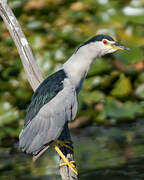 Black-crowned Night Heron