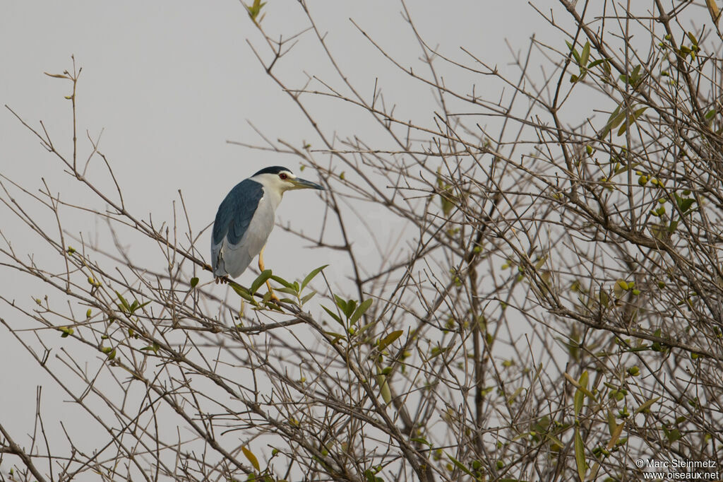 Black-crowned Night Heron