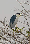 Black-crowned Night Heron