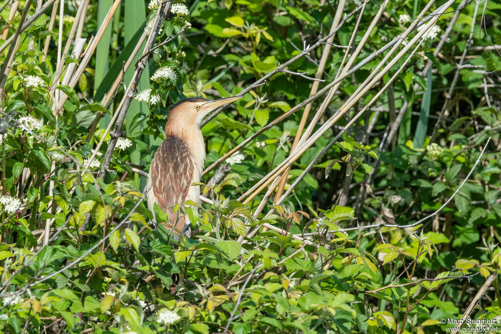 Little Bittern