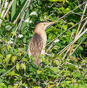 Little Bittern