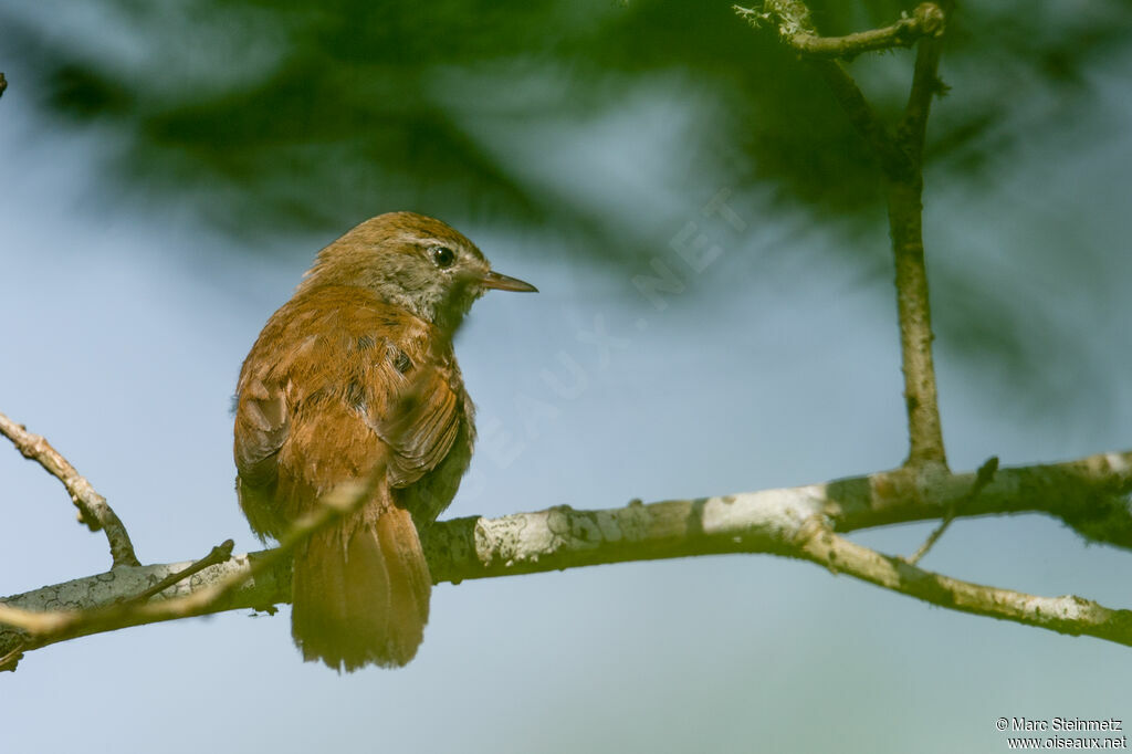 Bouscarle de Cetti