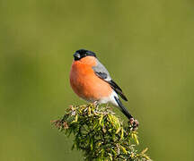 Eurasian Bullfinch