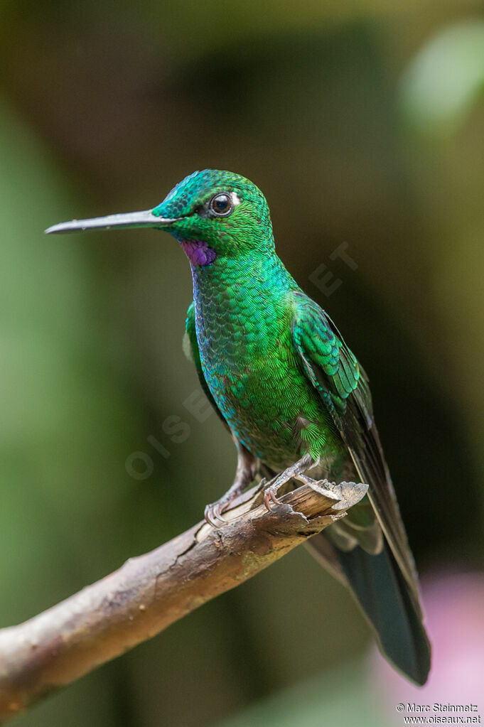 Green-crowned Brilliant