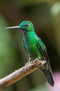 Green-crowned Brilliant