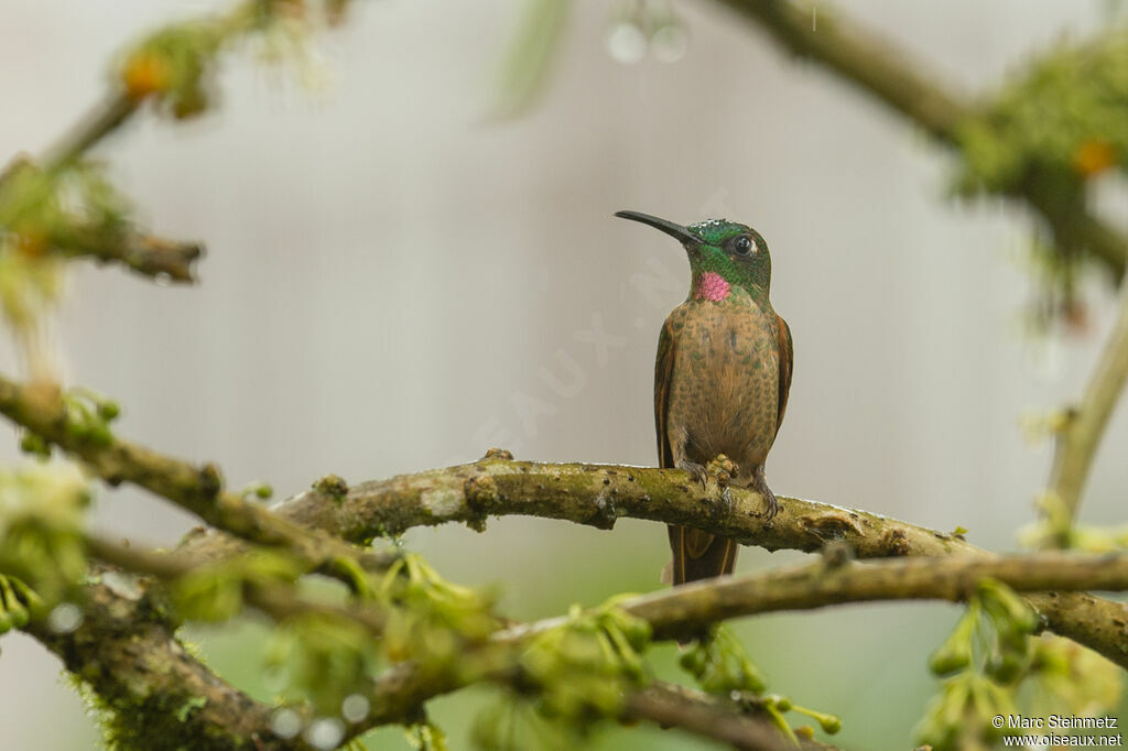 Fawn-breasted Brilliant male