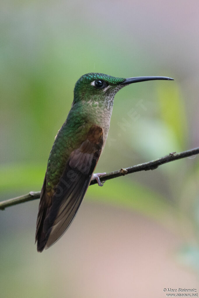 Fawn-breasted Brilliant female