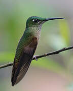 Fawn-breasted Brilliant