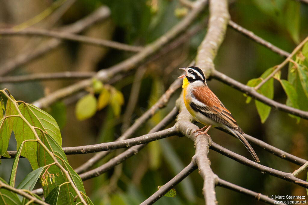 Golden-breasted Bunting