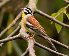 Golden-breasted Bunting