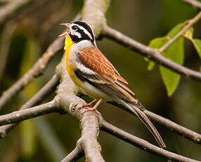 Bruant à poitrine dorée