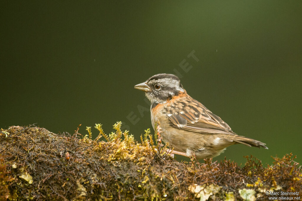 Rufous-collared Sparrow