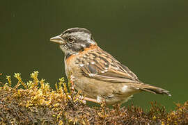 Rufous-collared Sparrow