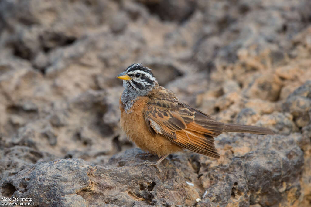 Gosling's Buntingadult, aspect