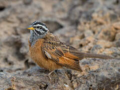 Gosling's Bunting