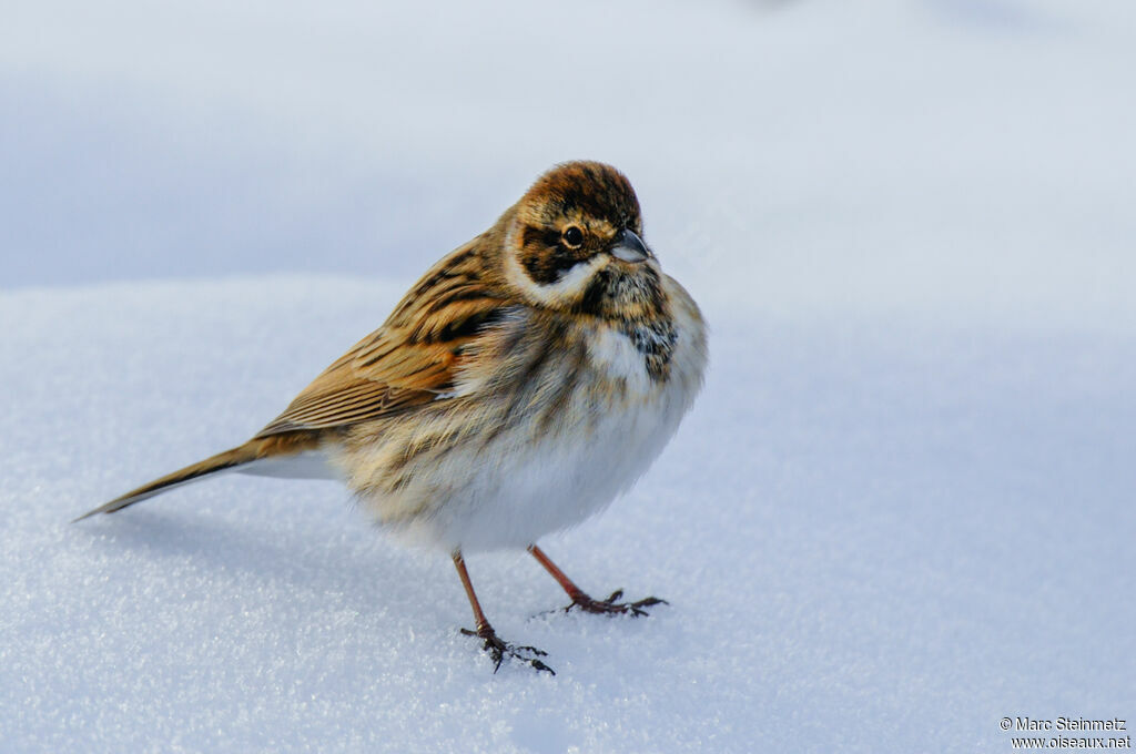 Common Reed Bunting