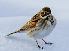 Common Reed Bunting