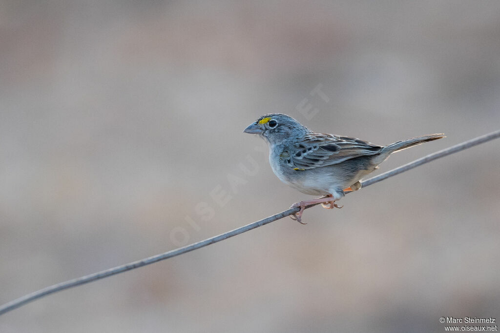 Bruant des savanes