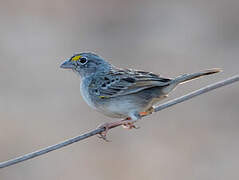 Grassland Sparrow