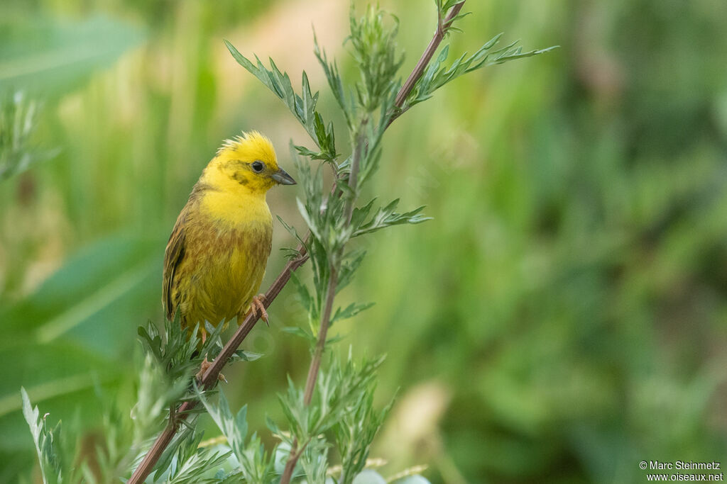 Bruant jaune mâle