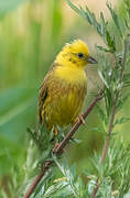 Yellowhammer