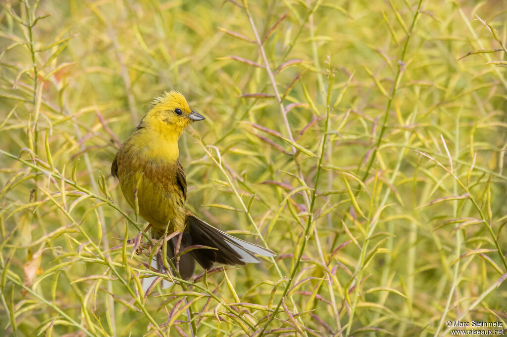 Bruant jaune