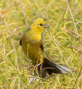 Yellowhammer