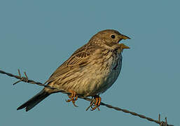 Corn Bunting