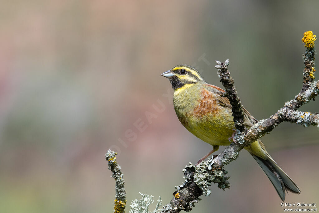 Cirl Bunting