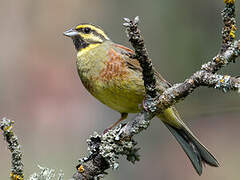 Cirl Bunting