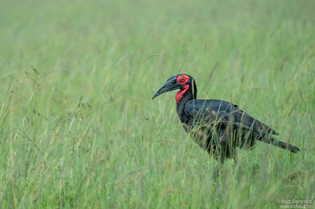 Southern Ground Hornbill