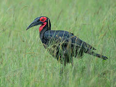 Southern Ground Hornbill