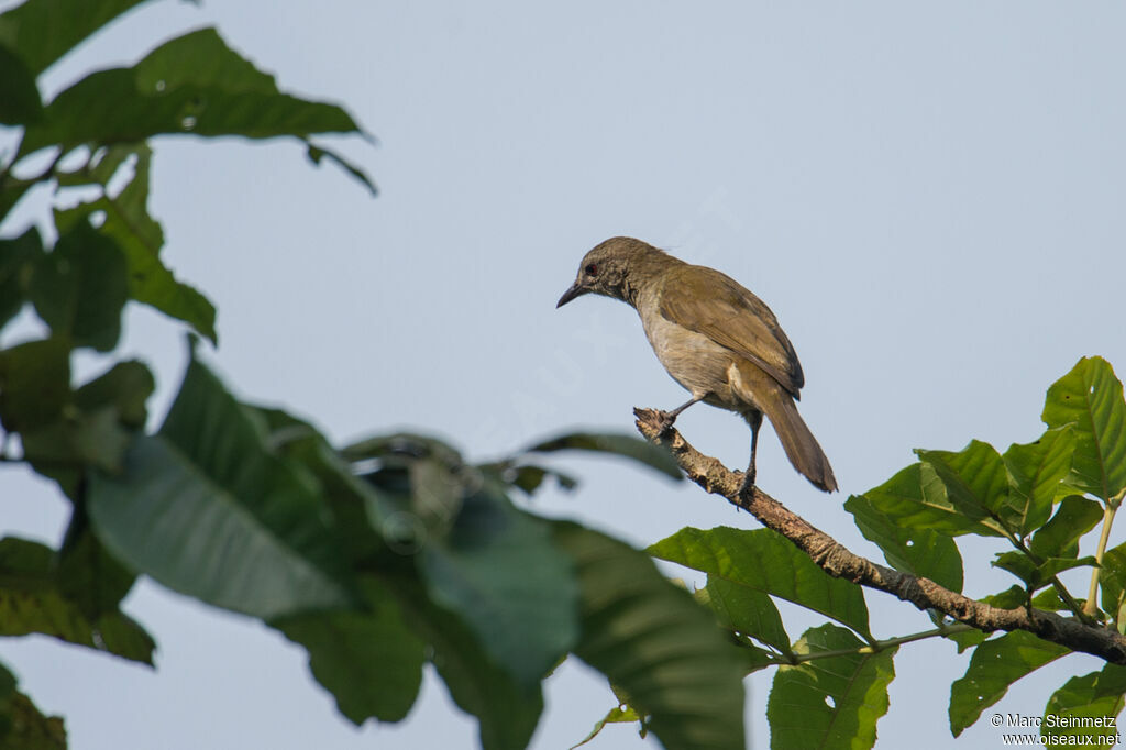 Bulbul à bec grêle