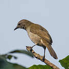 Bulbul à bec grêle