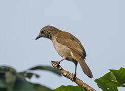 Slender-billed Greenbul