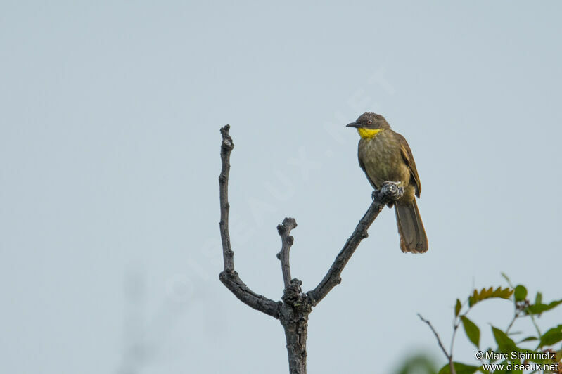 Yellow-throated Leaflove